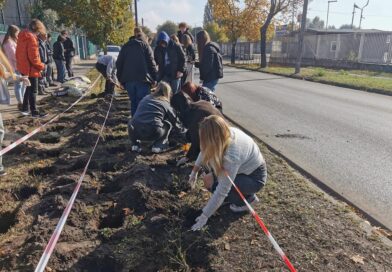 70 róż na 70 – lecie Kasprowicza